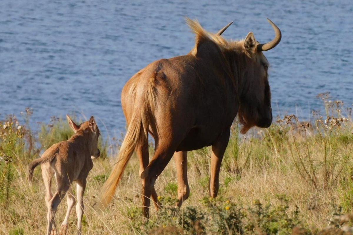 A photograph of wildlife in a natural landscape setting, not depicting any residential property features or infrastructure.