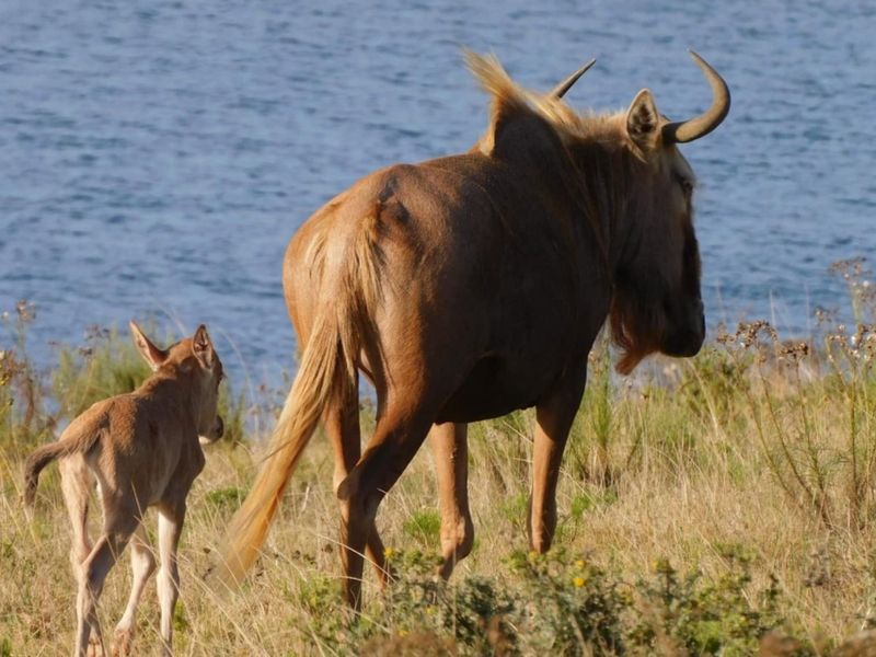 A photograph of wildlife in a natural landscape setting, not depicting any residential property features or infrastructure.