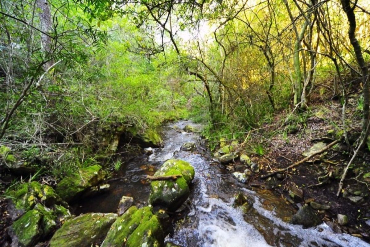A scenic view of a natural stream flowing through a lush, wooded landscape with moss-covered rocks and dense native vegetation.