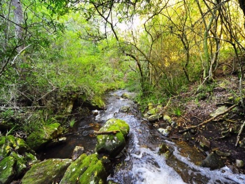 A scenic view of a natural stream flowing through a lush, wooded landscape with moss-covered rocks and dense native vegetation.
