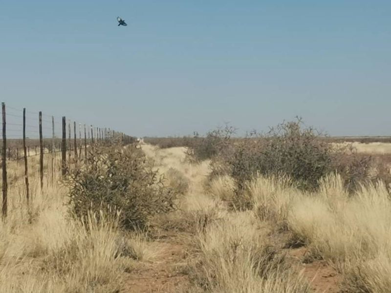 Kalahari Farm - Photo 6