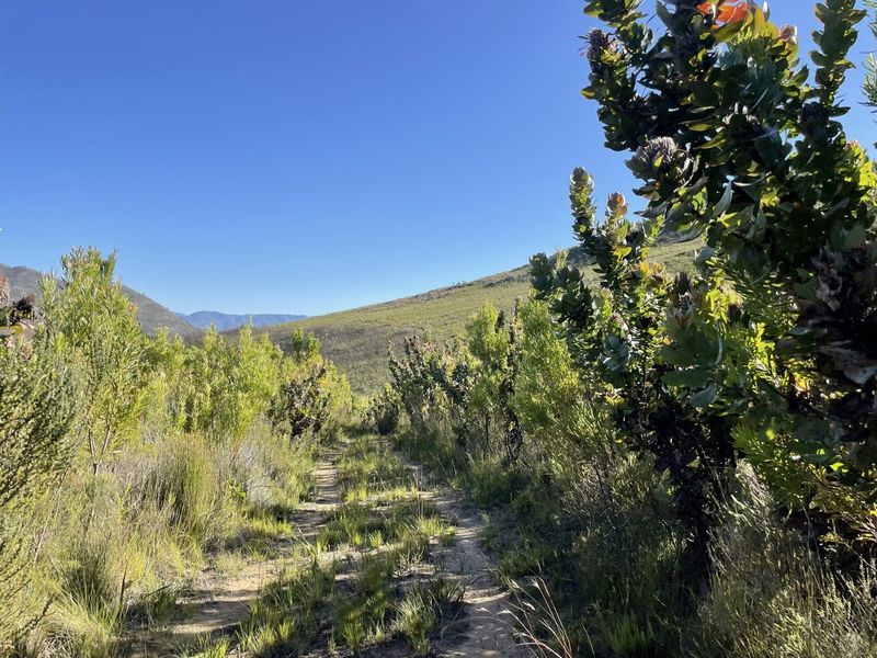A scenic view of the farm landscape featuring indigenous vegetation, a dirt track, and rolling mountain hills under a clear blue sky.