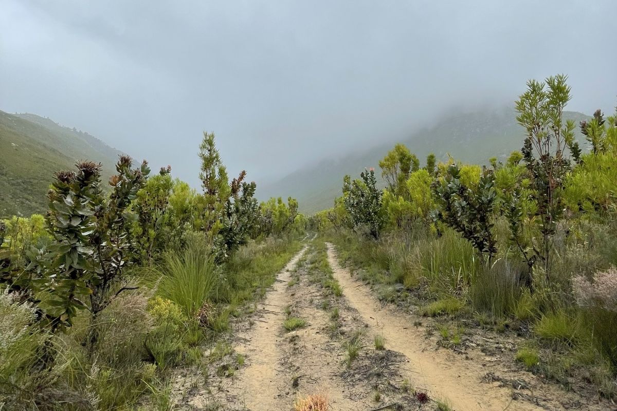 A scenic view of a dirt track winding through natural fynbos vegetation towards misty mountains on the farm property.