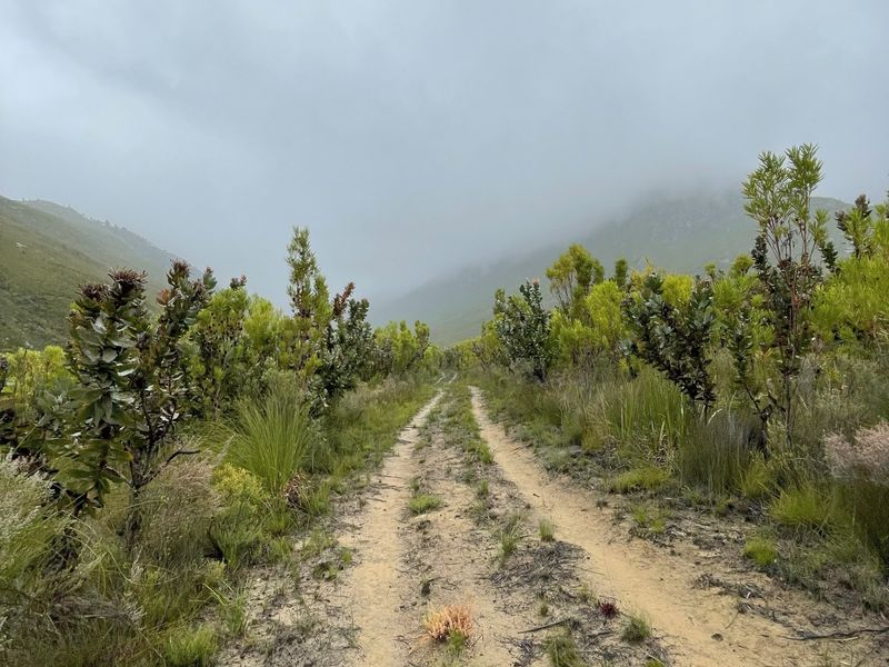 A scenic view of a dirt track winding through natural fynbos vegetation towards misty mountains on the farm property.