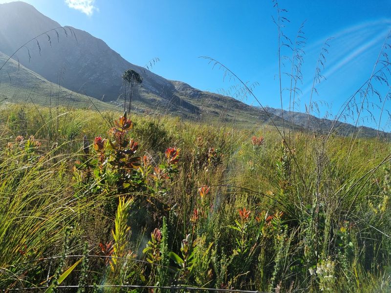 A scenic view of the natural mountain landscape and indigenous vegetation on the farm property.