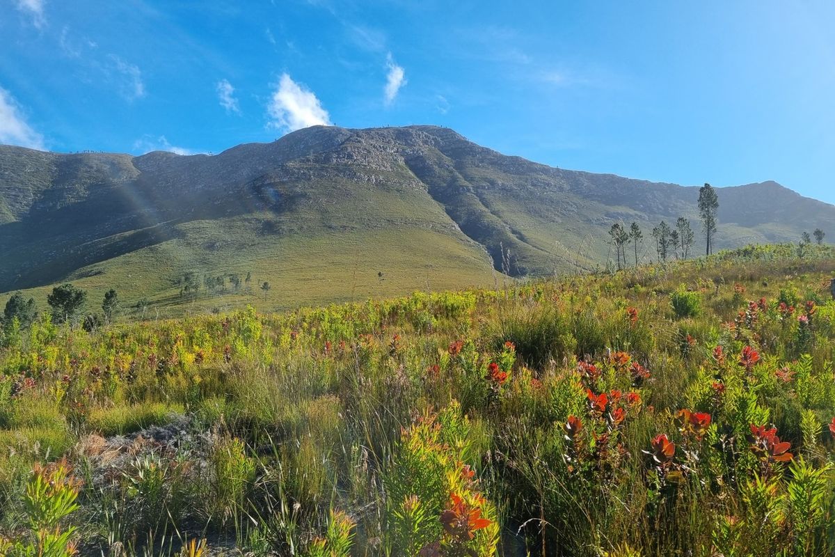 A scenic view of the expansive mountain landscape and natural fynbos vegetation on the farm property.