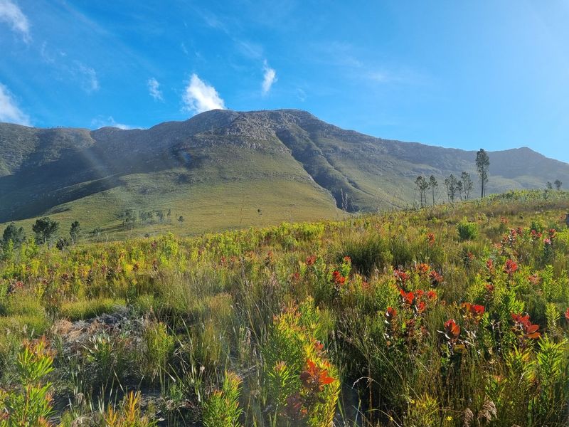 A scenic view of the expansive mountain landscape and natural fynbos vegetation on the farm property.