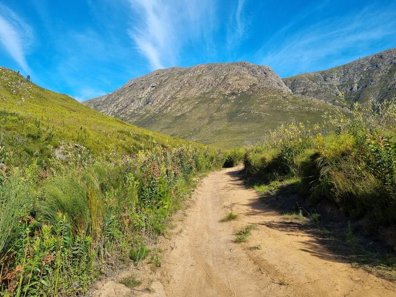 A scenic view of a dirt track winding through natural fynbos vegetation towards a prominent mountain range.