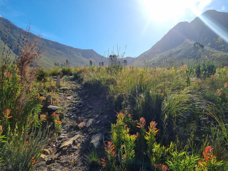 A scenic view of a natural mountain landscape with indigenous vegetation and a rugged trail path.