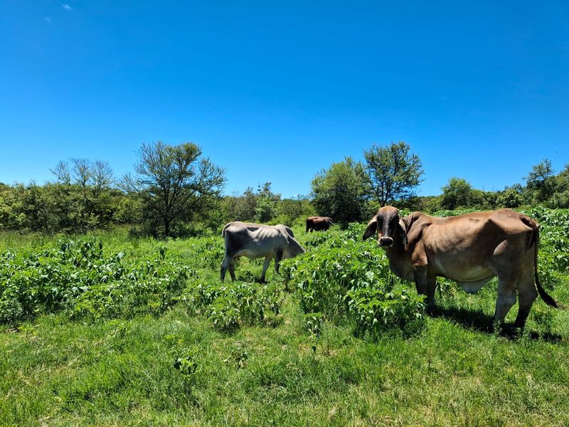 A view of open grazing land on the farm with cattle in the pasture.