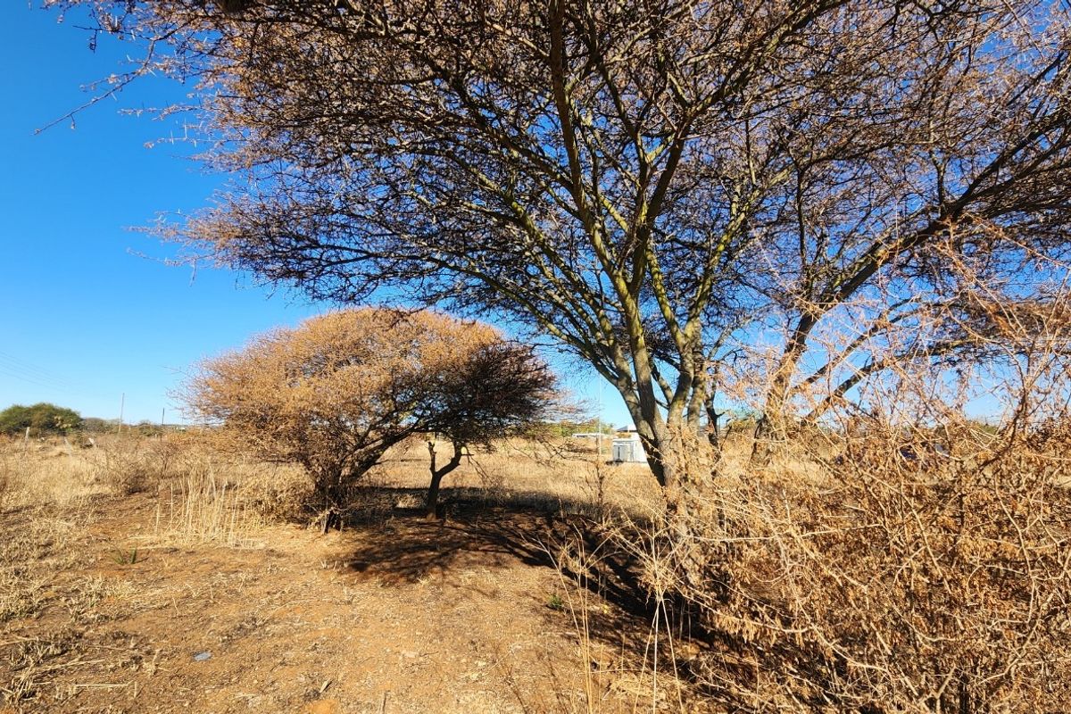 A view of the vacant commercial land featuring mature trees and natural dry vegetation under a clear blue sky.