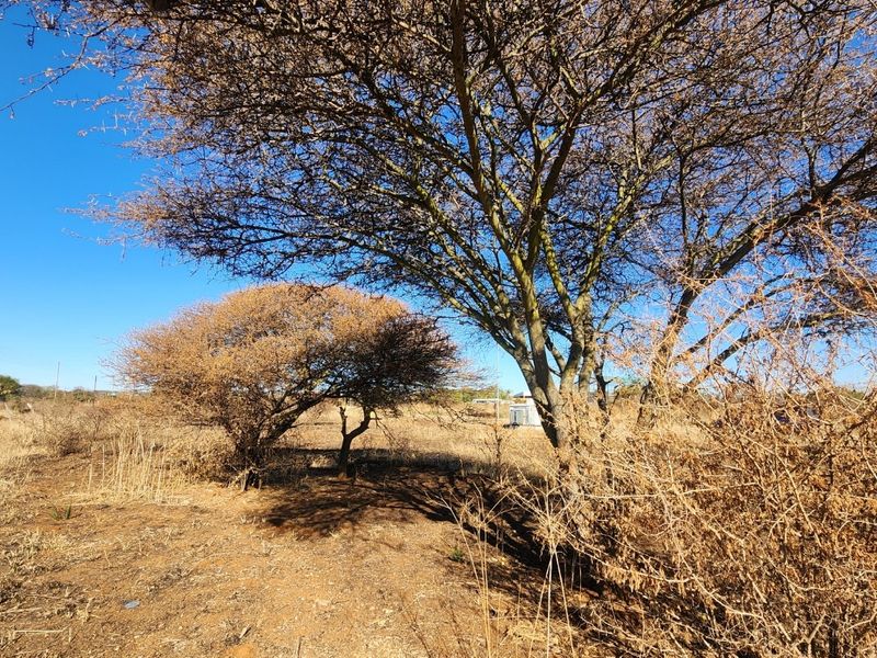 A view of the vacant commercial land featuring mature trees and natural dry vegetation under a clear blue sky.