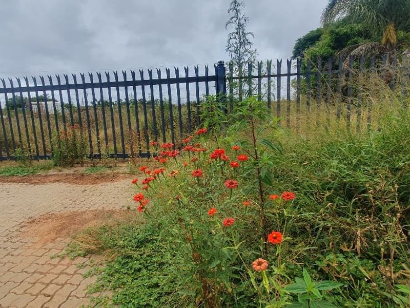 A view of the property frontage featuring steel palisade fencing and a paved driveway area with overgrown vegetation.
