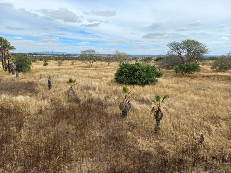 Expansive open farm landscape featuring dry grassland, scattered indigenous trees, and small palm specimens under a wide sky.