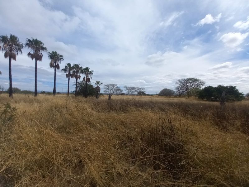 Expansive open farm land featuring mature palm trees and natural vegetation under a cloudy sky.