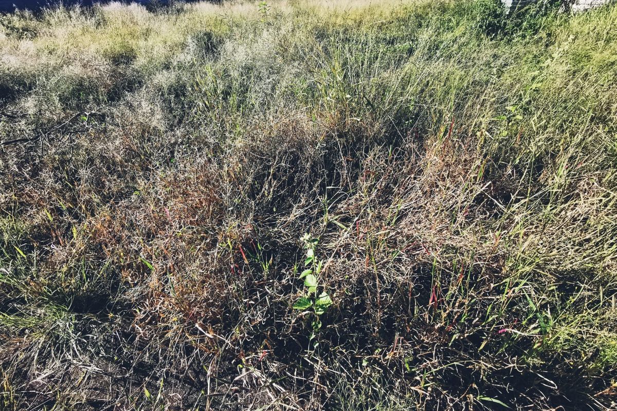 1536sqm Vacant Stand in Old Bendor - Photo 4