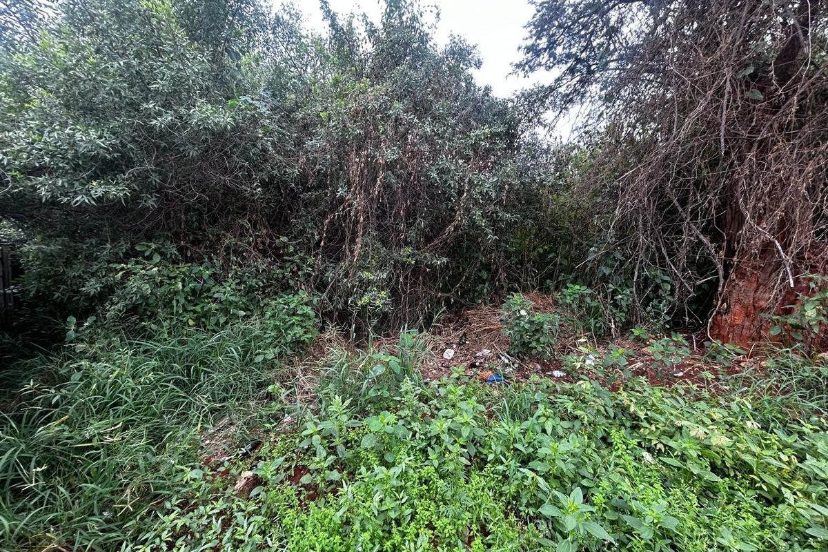A view of a densely overgrown residential plot featuring mature trees and wild vegetation, requiring significant clearing and landscaping.