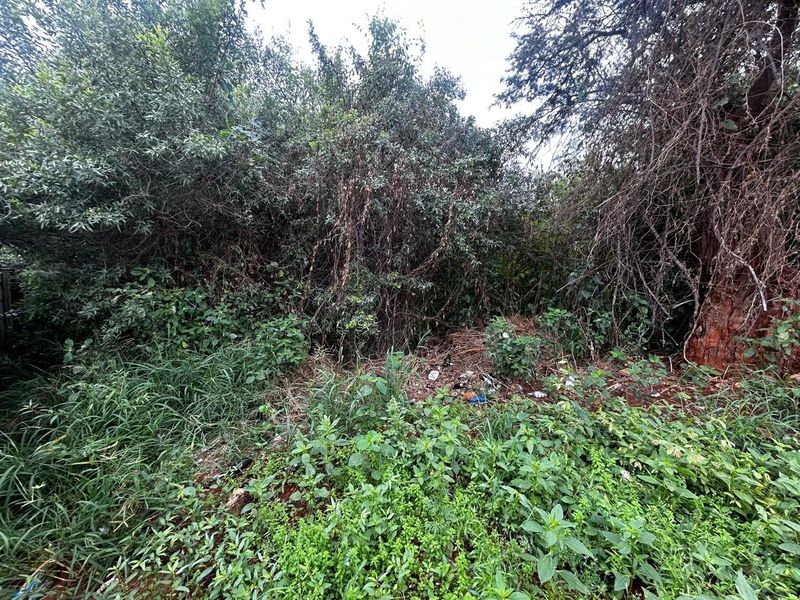 A view of a densely overgrown residential plot featuring mature trees and wild vegetation, requiring significant clearing and landscaping.