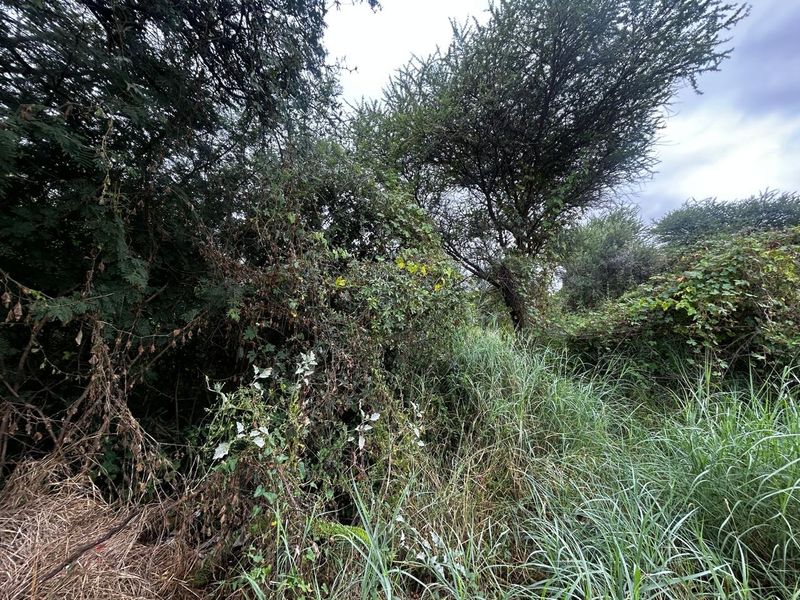 A view of the vacant residential land featuring dense, overgrown vegetation and mature trees throughout the plot.