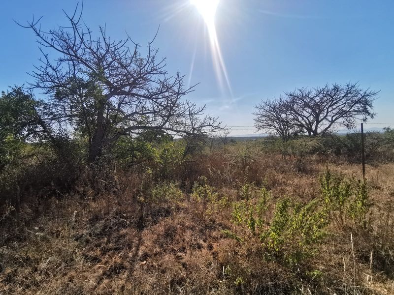 A view of the vacant residential land featuring native trees, dry vegetation, and perimeter barbed wire fencing under a bright sunny sky.