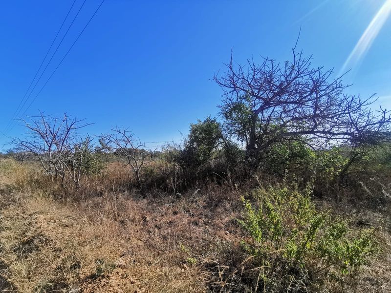 A view of the vacant residential land featuring natural vegetation, mature trees, and perimeter wire fencing under a clear blue sky.