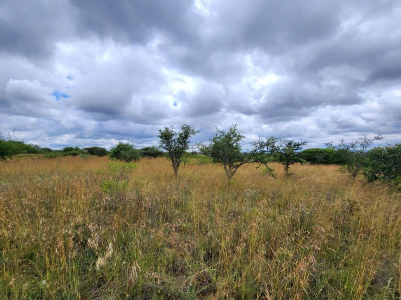 Expansive natural veld landscape featuring indigenous trees and wild grasses, typical of a rural small holding property.