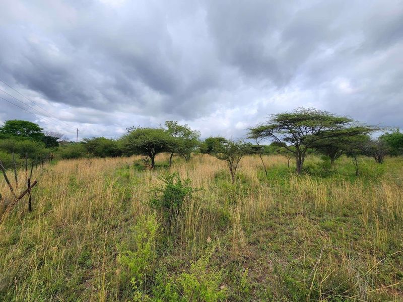 A view of the natural, undeveloped land featuring indigenous trees and tall grass, typical of a small holding property.