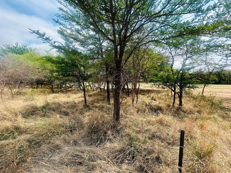 A view of a vacant residential plot featuring mature trees and natural dry grass coverage.