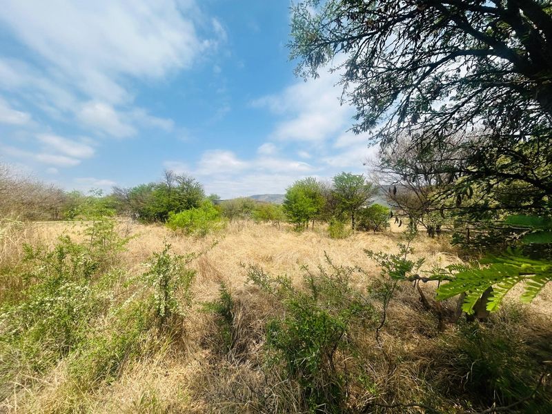 A view of a vacant residential plot featuring natural dry grass and indigenous trees under a clear blue sky.