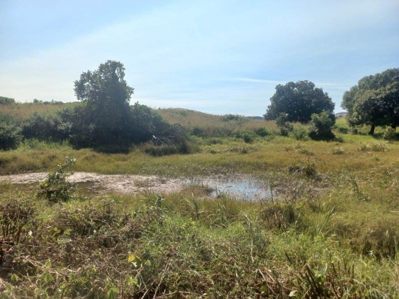 A view of the vacant residential land featuring natural vegetation and a small wetland area.
