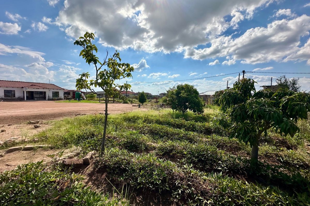 A spacious outdoor garden area featuring established fruit trees, a vegetable patch, and an expansive unpaved driveway leading to the main house.