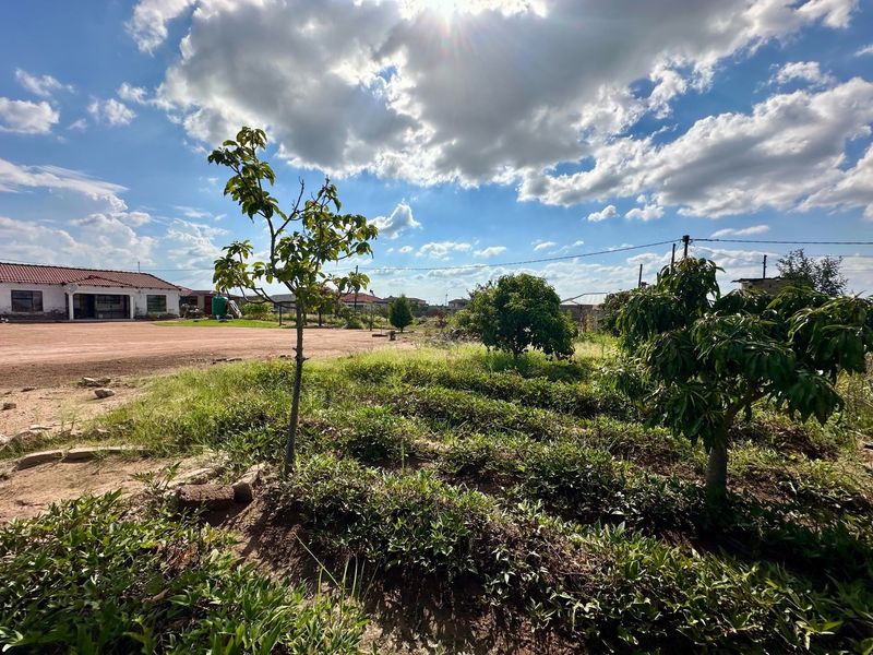 A spacious outdoor garden area featuring established fruit trees, a vegetable patch, and an expansive unpaved driveway leading to the main house.