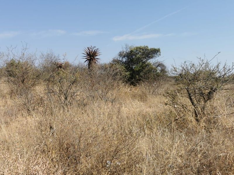 A view of the vacant residential land featuring natural indigenous vegetation and dry grass landscape.