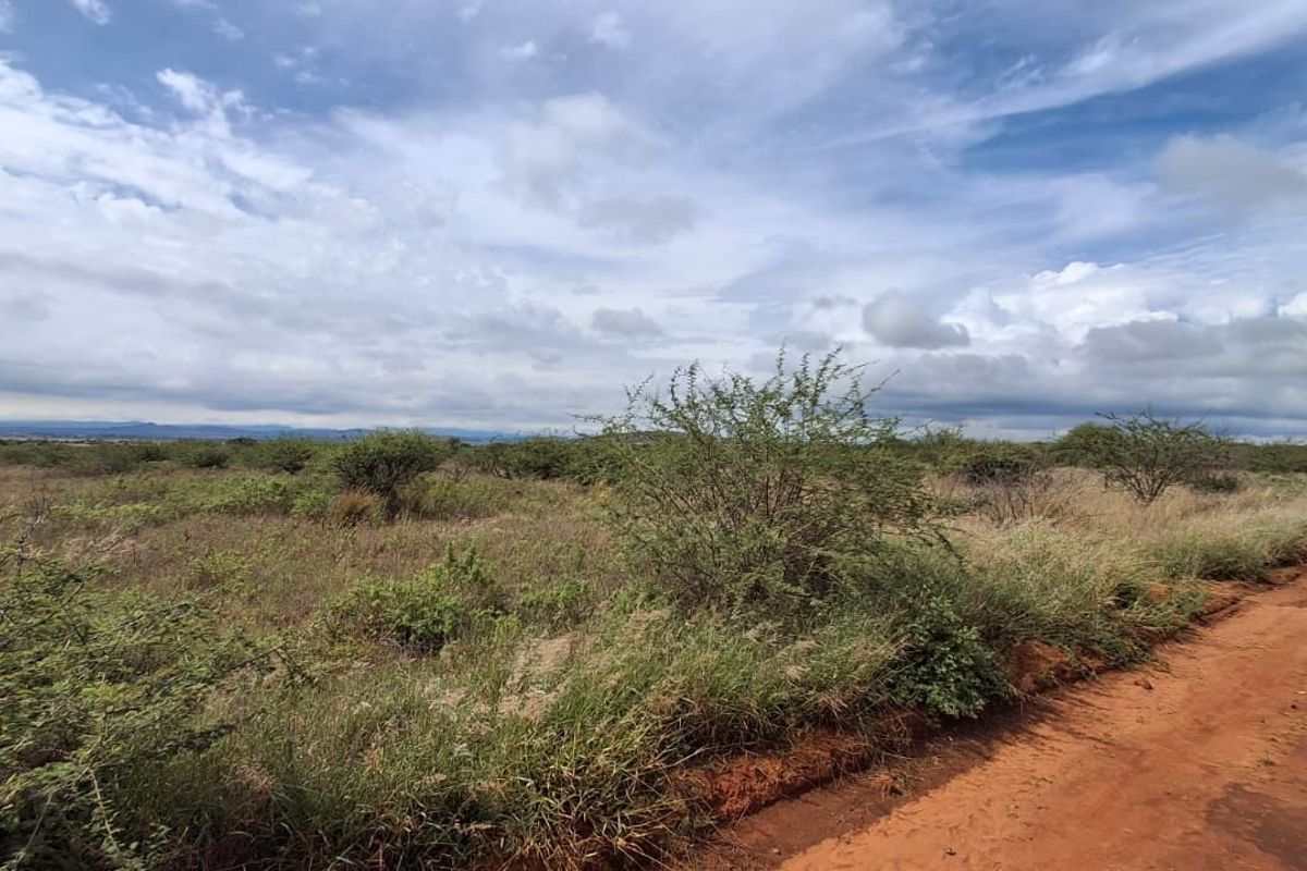 A view of a vacant residential plot featuring natural vegetation and an adjacent dirt road under a cloudy sky.