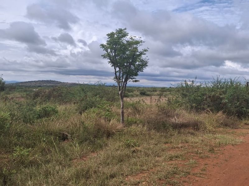 A view of an undeveloped residential plot featuring native vegetation and a dirt access road under a cloudy sky.