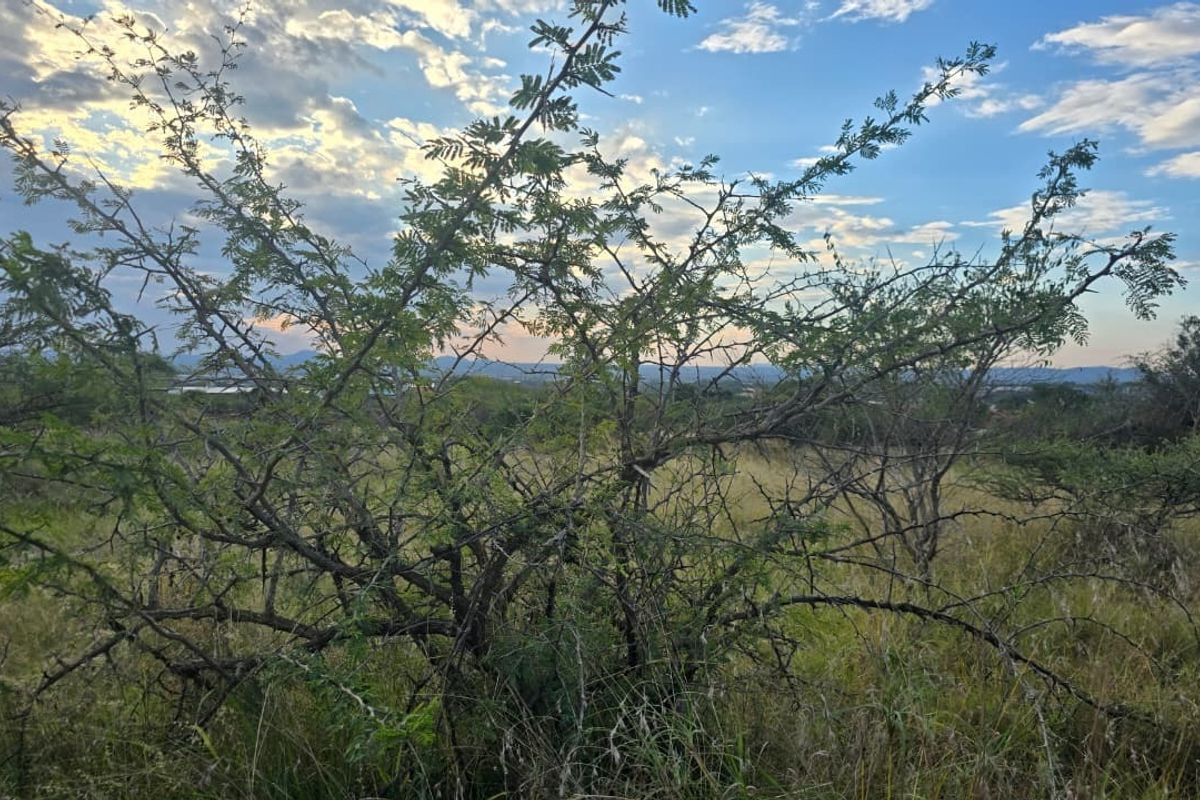 A view of the vacant residential land featuring natural vegetation and open grassland under a sunset sky.