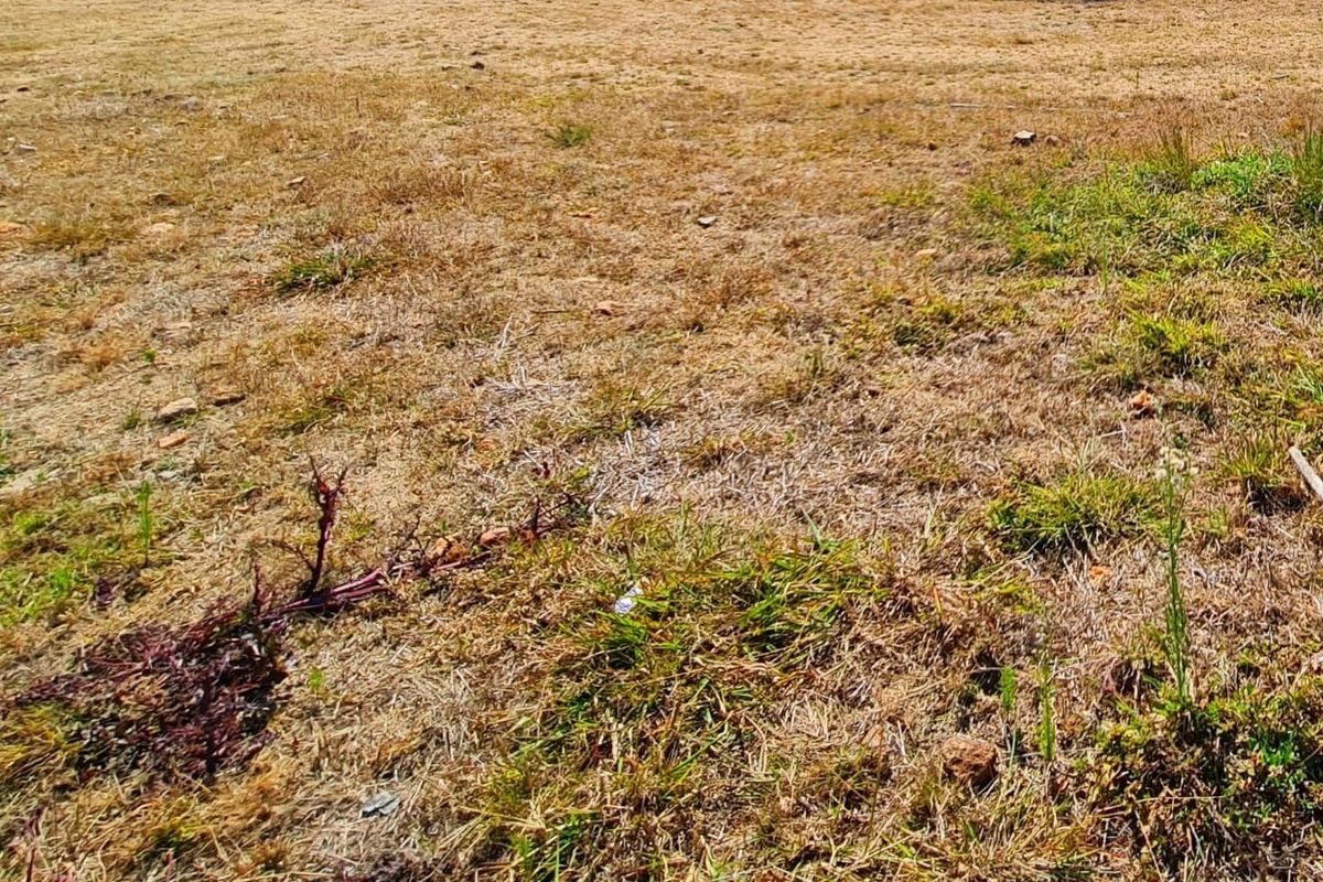 A view of the vacant residential land featuring dry grass and natural ground cover.