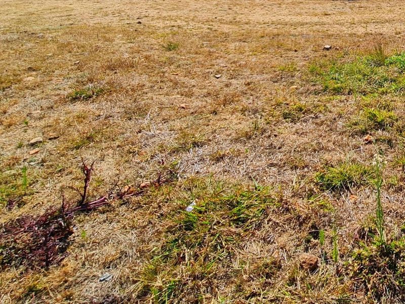 A view of the vacant residential land featuring dry grass and natural ground cover.