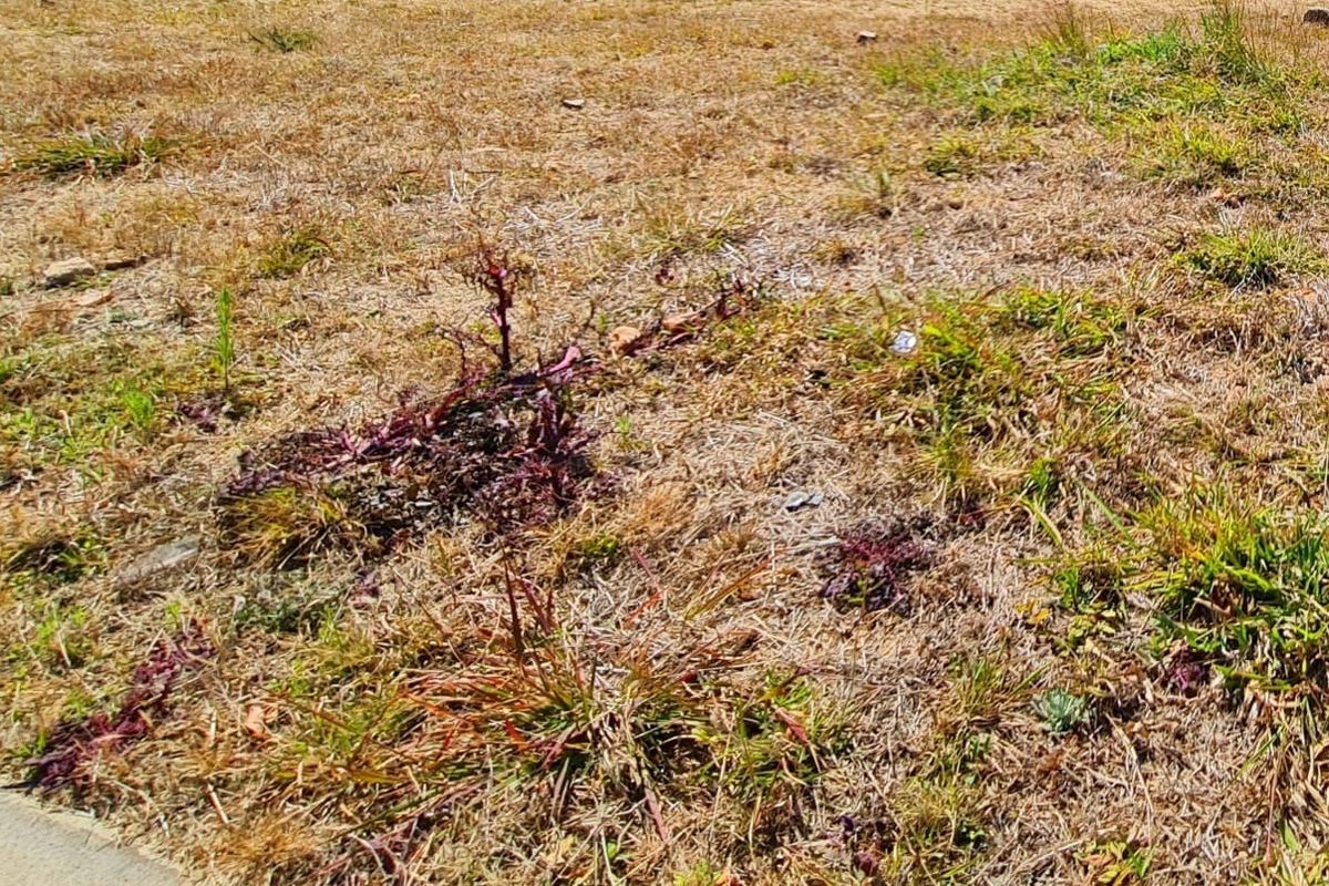A view of the vacant residential land showing dry grass and weed growth across the plot.