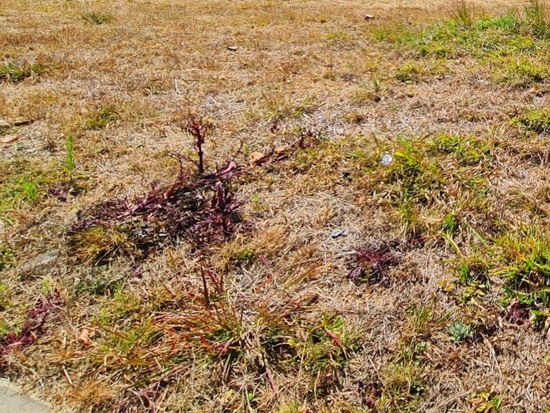 A view of the vacant residential land showing dry grass and weed growth across the plot.