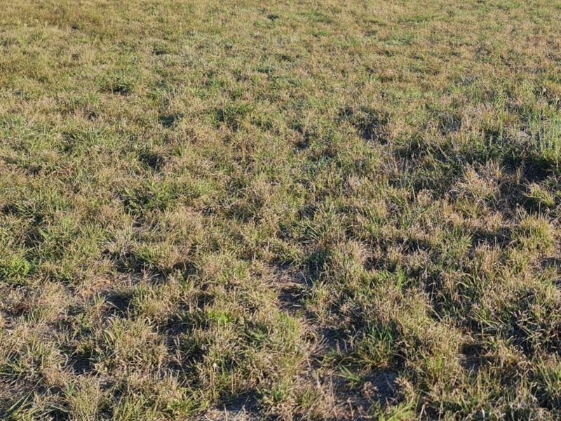 A view of the vacant residential land featuring natural grass coverage.