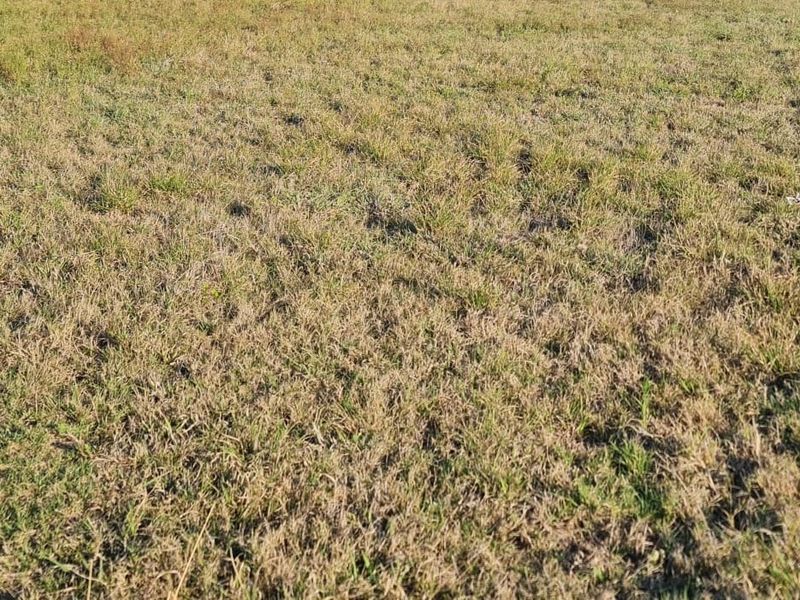 A view of the vacant residential land featuring natural grass coverage.