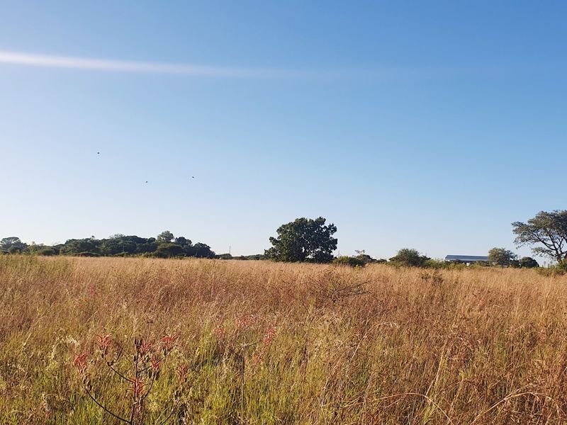 A wide-angle view of a vacant residential plot featuring natural grass and mature trees under a clear blue sky.