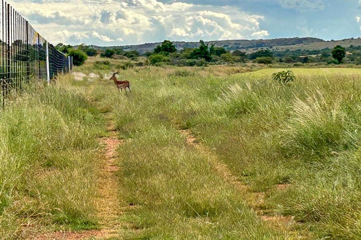 Unique opportunity - off grid and ideal game and cattle farm - Photo 5