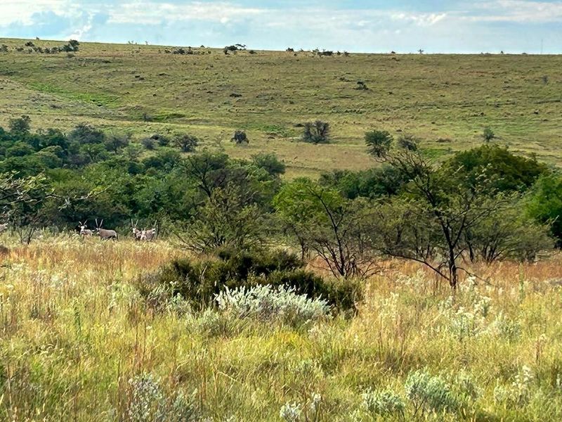 Unique opportunity - off grid and ideal game and cattle farm - Photo 3