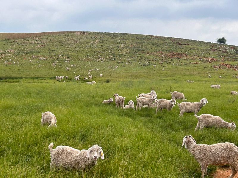 Exceptional 188ha Farm – Ideal for Livestock & Pasture Cultivation - Photo 1