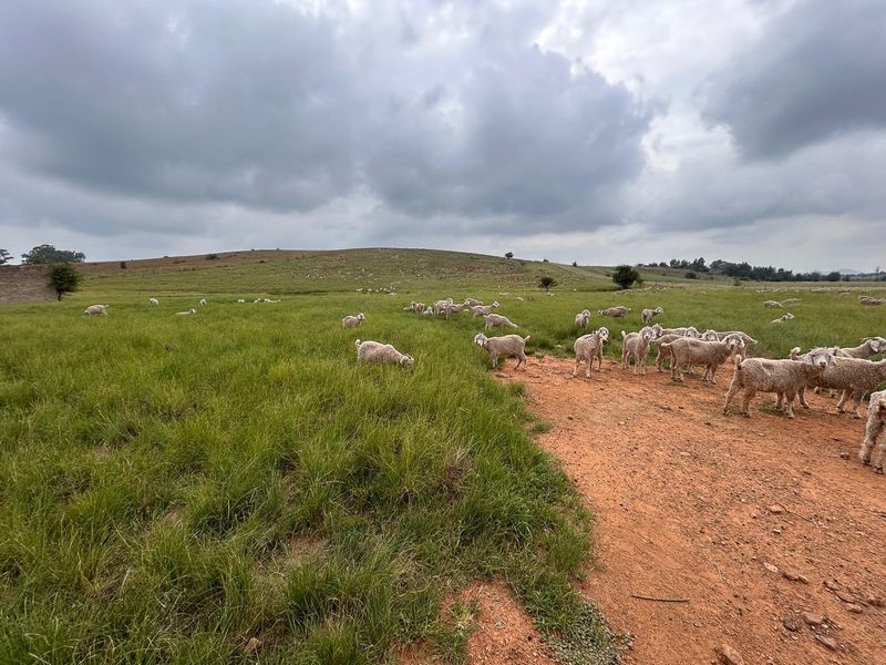Exceptional 188ha Farm – Ideal for Livestock & Pasture Cultivation - Photo 7