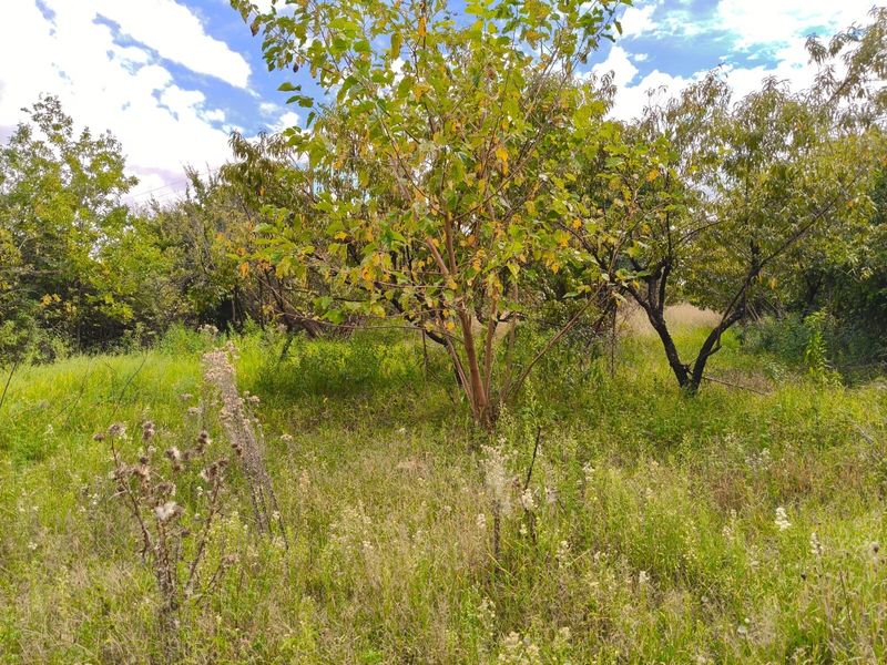 A view of the undeveloped garden area featuring mature trees and overgrown natural vegetation on the small holding property.