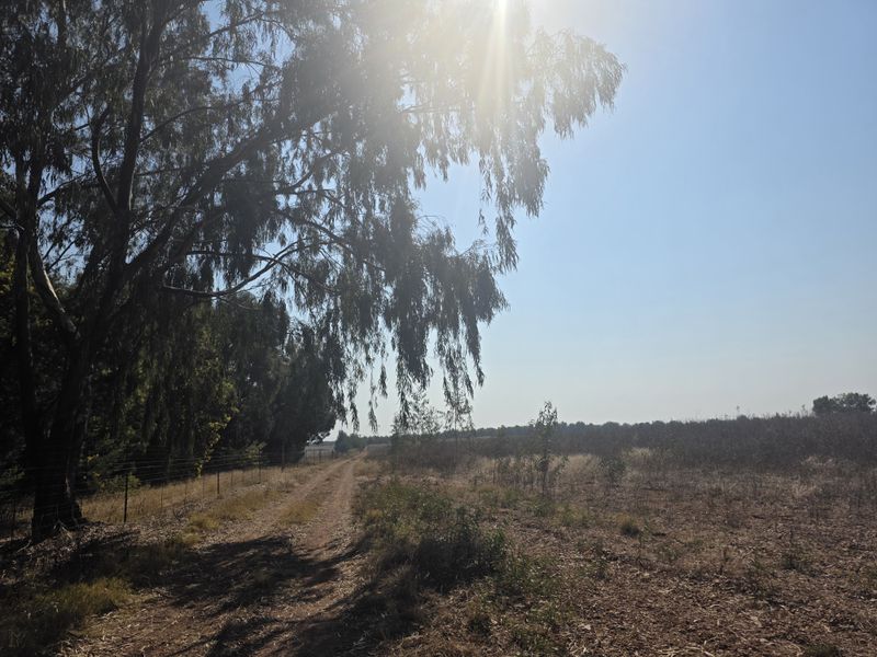 A view of the farm landscape featuring a dirt track, wire fencing, and mature trees under a bright sky.
