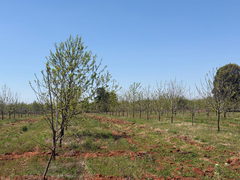 Smallholding For Sale In Koster - Photo 9